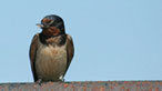 Swallow
