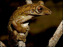 Espécie de anfíbio (Corythomantis greeningi) encontrada pela expedição (Foto: Paula Hanna Valdujo)