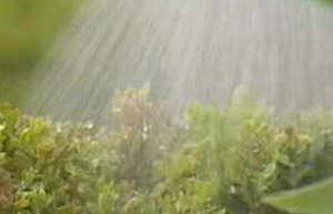 Wet weather can be a problem for gardeners