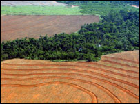 Hutan Amazon digunduli untuk berbagai keperluan