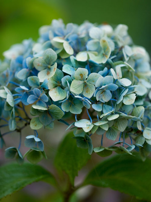 I used a macro lens to photograph this gorgeous blue hydrangea