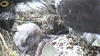 Osprey chicks