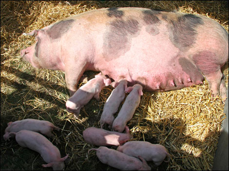 Royal Manx Agricultural Society Show 2006