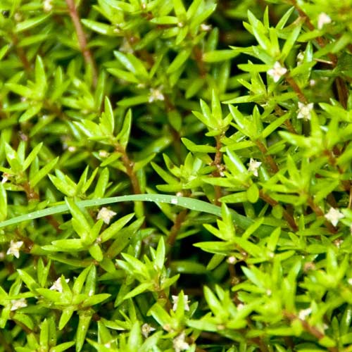 New Zealand Pigmyweed (Crassula helmsii)
