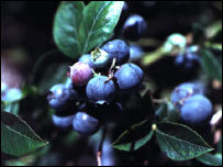 ब्लूबेरी