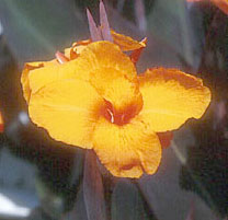 canna-indianshot