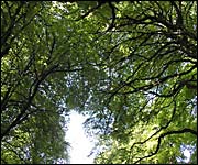 A canopy of trees
