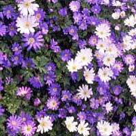 Anemone blanda 