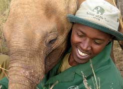 Orhpaned baby elephant Chyulu plays with keeper Stephen at Nairobi nursery ©Simon Nash