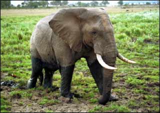 African Elephant