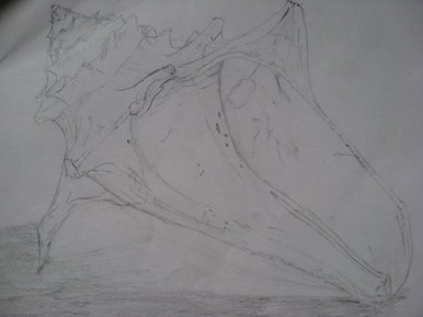 Shell drawing