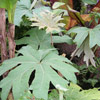 Tetrapanax papyriferus