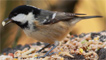 A coal tit on a bird feeder by Steve B.