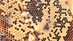 bee hive by moses davies