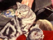 Click for More Pictures