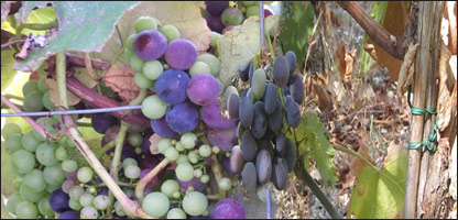 پيوند تاک انگور