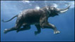 Elefante nadando (Foto: (c) Steve Bloom/stevebloom.com)