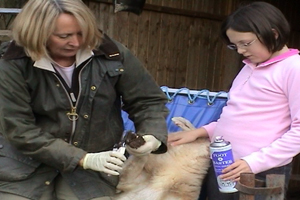  Jan came to rural Herefordshire from suburban Hertfordshire - she never dreamt she'd end up keeping sheep!