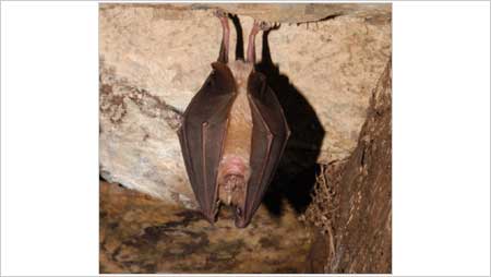 Greater Horseshoe Bat Barbastrelle c/o Bat Conservation Trust and jj Kaczanow
