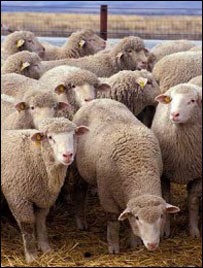 ريزش در مواشی 