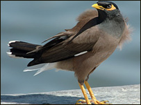 ځورېدلې ښارو