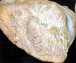 Fossil