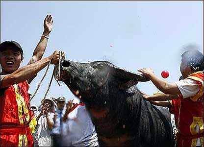 Trâu vô địch năm nay