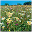 Grasslands (Image: Cricklade c/o English Nature)