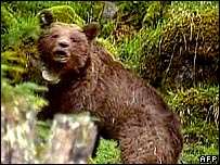 خرس قهوه ای اروپايی