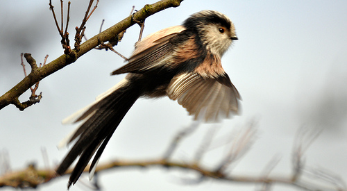 long tailed tit upside down on branch by Edward Nurcombe