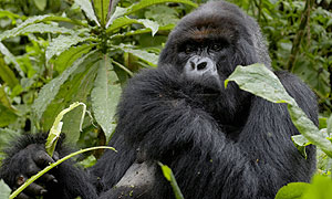Titus, the main silverback mountain gorilla, guards his territory whilst eating in the Virunga Volcanoes of Rwanda (image: BBC/Tigress Productions/Simon de Glanville)