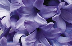 Hyacinth 'Delft blue'
