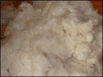 دمالوچوپلورل