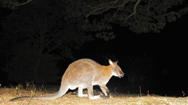 After dark the wallabies were still close by.