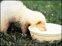 A ferret