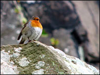 Robin on a stone. Image: Mike Brown