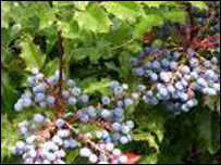 دتاکونو پڼه کول 