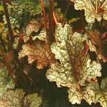 Heuchera 'Can-can'