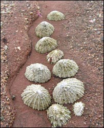limpets.jpg