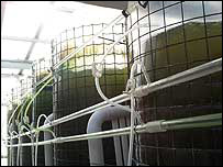 Algae growing in tanks at Walney Oyster Farm