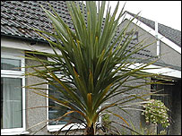 cordyline