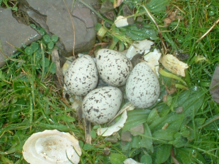 1. Nest, 4th June 2006.