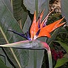 Strelitzia reginae