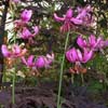 Lilium martagon