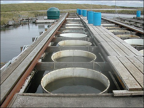 The oyster farm on Walney Island
