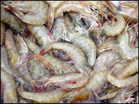 A criação de camarão é uma atividade atrativa para os países em desenvolvimento