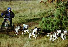 Sally Leich running a 6-dog team