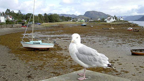 Seagull