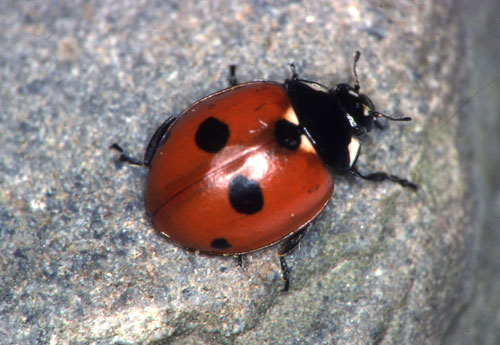 Rare five-spot ladybird (Coccinella 5-punctata) © Mike Majerus