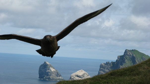 A Giant Skua flying straight for the camera!